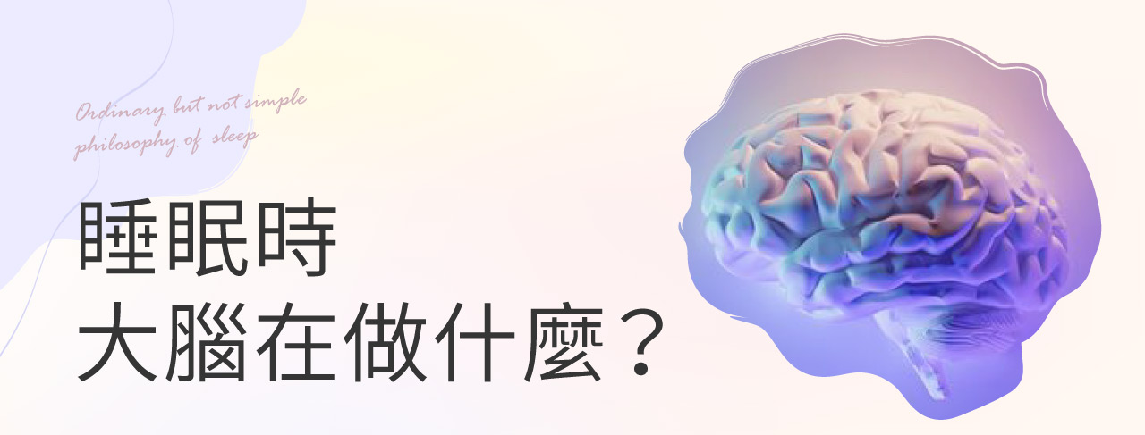 我們睡著的時候，大腦到底都在做什麼？